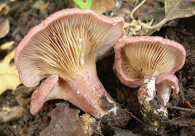 Lactarius spinosulus    Qul. & Le Bret.